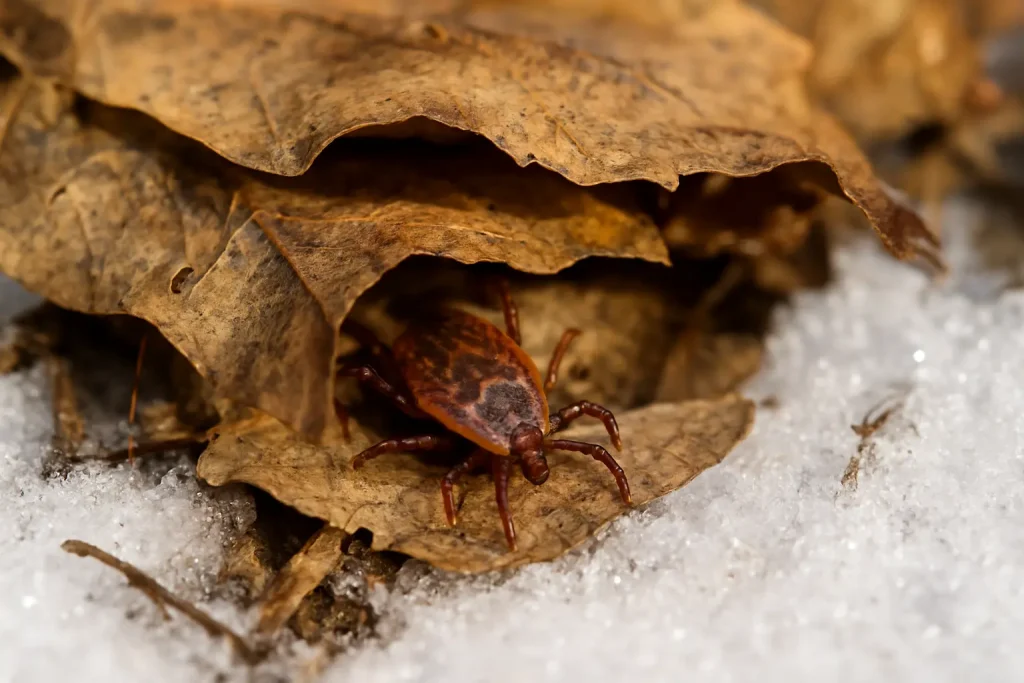 How Ticks Survive Winter